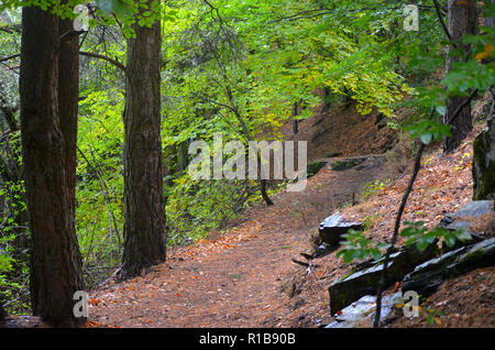 Tejera Negra Buchen- und Eichenwälder in der Sierra de Ayllón, Guadalajara, Spanien Stockfoto