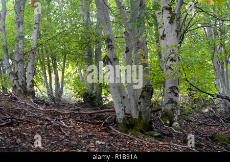 Tejera Negra Buchen- und Eichenwälder in der Sierra de Ayllón, Guadalajara, Spanien Stockfoto