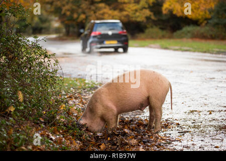 Ein Schwein verwurzeln neben einer Straße in den New Forest während, was ist bekannt als pannage, oder gemeinsame von Mast, an dem die Schweine lose für Acorn für Feldhäcksler eingeschaltet sind Stockfoto