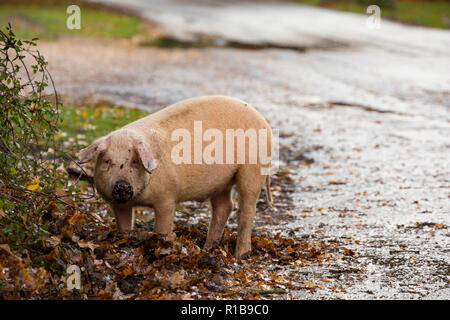 Ein Schwein verwurzeln neben einer Straße in den New Forest während, was ist bekannt als pannage, oder gemeinsame von Mast, an dem die Schweine lose für Acorn für Feldhäcksler eingeschaltet sind Stockfoto