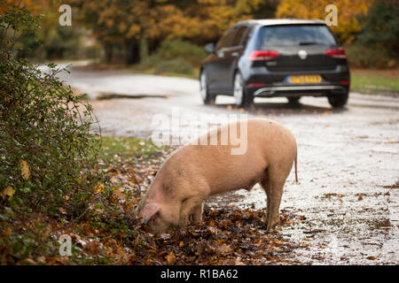 Ein Schwein verwurzeln neben einer Straße in den New Forest während, was ist bekannt als pannage, oder gemeinsame von Mast, an dem die Schweine lose für Acorn für Feldhäcksler eingeschaltet sind Stockfoto