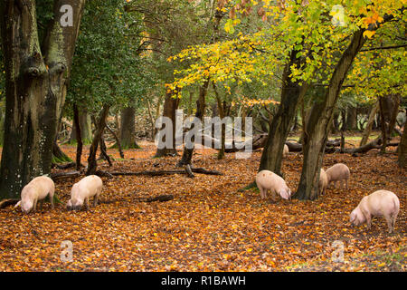 Schweine wühlen in der Nähe einer öffentlichen Straße im New Forest während, was ist bekannt als pannage, oder gemeinsame von Mast, an dem die Schweine lose Falle zu essen eingeschaltet sind Stockfoto