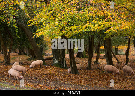 Schweine wühlen in der Nähe einer öffentlichen Straße im New Forest während, was ist bekannt als pannage, oder gemeinsame von Mast, an dem die Schweine lose Falle zu essen eingeschaltet sind Stockfoto