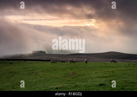 Teesdale, County Durham. Sonntag, den 11. November 2018. UK Wetter. Eine schöne Armistice Day Sonne über den Feldern der Teesdale, Nordost England. Quelle: David Forster/Alamy leben Nachrichten Stockfoto