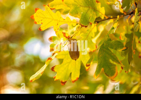 Ein acorn wiegt auf Eiche. Traditionelle Herbst anzeigen. Stockfoto