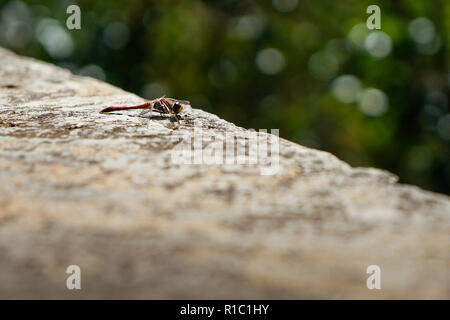 Blut rote Libelle. Crocothemis servilia oder Scharlach Skimmer oder bräunlich Marsh Skimmer in Granada, Spanien gefunden. Stockfoto