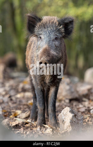 Wildschweine im Wald Stockfoto
