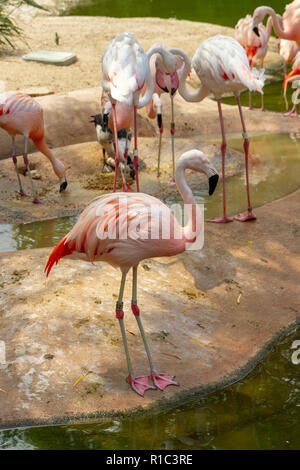 Chilenische Flamingos im San Diego Zoo Safari Park, Escondido, CA, United States Stockfoto