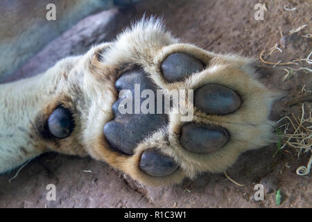 Nahaufnahme der Pfote eine schlafende Löwin im San Diego Zoo Safari Park, Escondido, CA, United States Stockfoto