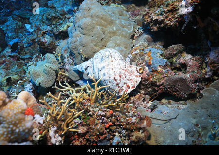 Triton Trompete Schnecke (Charonia tritonis) Unterwasser im Great Barrier Reef in Australien Stockfoto