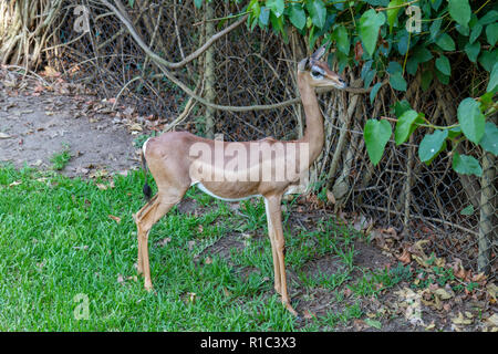 Eine südliche Gerenuk, auch als die Giraffe gazelle bekannt, San Diego Zoo Safari Park, Escondido, CA, United States Stockfoto