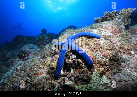 Blaue Seesterne (Linckia laevigata) Unterwasser im Great Barrier Reef in Australien Stockfoto