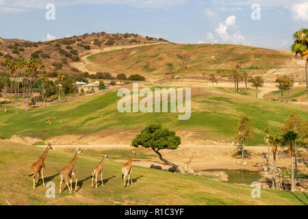 Giraffen auf dem Afrikanischen ebenen Fläche der San Diego Zoo Safari Park, Escondido, CA, United States Stockfoto