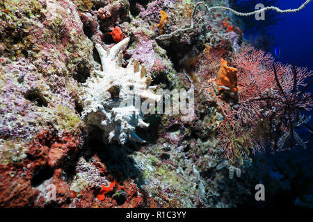 Adusta murex Seeschnecke (Chicoreus Brunneus) Unterwasser im Great Barrier Reef in Australien Stockfoto