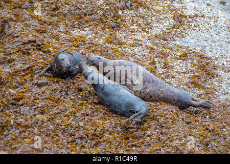 Atlantic grau Dichtung Gruppe Interaktion auf einem Cornwall Strand Stockfoto