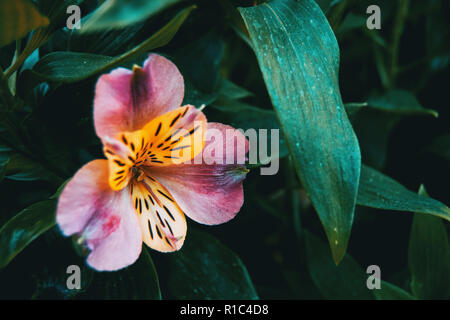 Nahaufnahme einer gelb und rosa Blume von Alstroemeria aurea. Stockfoto