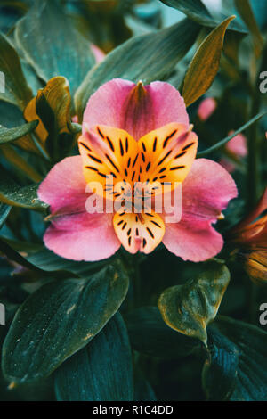 Nahaufnahme einer gelb und rosa Blume von Alstroemeria aurea. Stockfoto