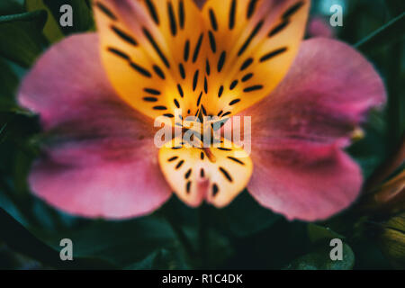 Nahaufnahme einer gelb und rosa Blume von Alstroemeria aurea. Stockfoto