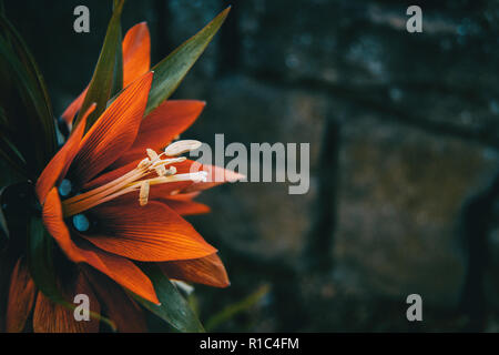 Details einer roten Blume der fritillaria imperialis in der Natur Stockfoto