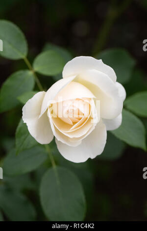 Rosa Lichfield Angel' Ausrelate' Blume. Stockfoto