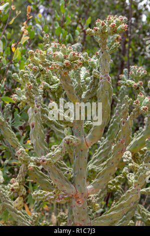 Diamond cholla (Cylindropuntia ramosissima) in der Alten Welt saftigen Garten und der Baja Garten, San Diego Zoo Safari Park, Escondido, CA, USA. Stockfoto