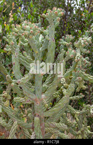 Diamond cholla (Cylindropuntia ramosissima) in der Alten Welt saftigen Garten und der Baja Garten, San Diego Zoo Safari Park, Escondido, CA, USA. Stockfoto