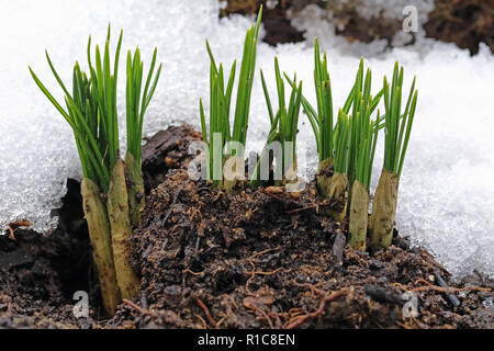 Erste Frühling Blumen nach dem Winter, Krokus im Schnee Stockfoto