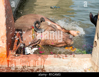 Indien - Varanasi, Varanasi, Uttar Pradesh, Indien. 30,10, 2018. Bild zeigt: Varanasi ist eine Stadt im nordindischen Bundesstaat Uttar Pradesh. Eine angesehen Stockfoto