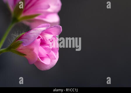 Pelargonium, Geranium Stockfoto