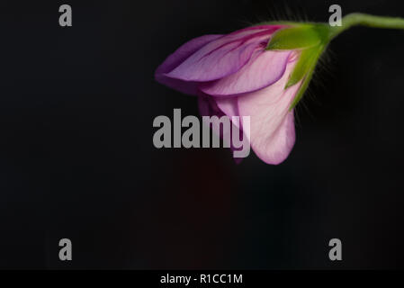 Pelargonium, Geranium Stockfoto