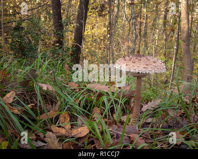 Parasol Pilze, Macrolepiota procera, wachsende in Holz. Stockfoto