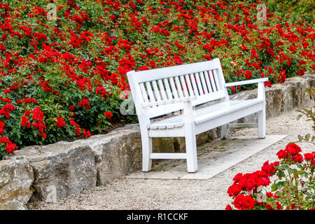 Weiße Bank in einem roten Rose Garden Stockfoto
