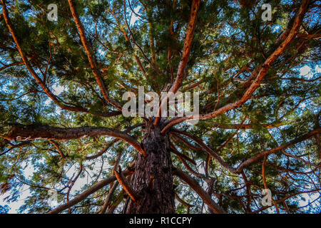 Sequoia Baum von unten in Herculane, Rumänien erfasst Stockfoto