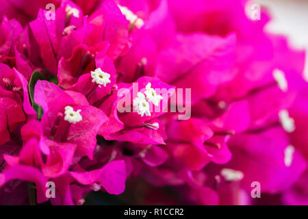 In der Nähe von wunderschönen Bougainvillea Blumen Stockfoto