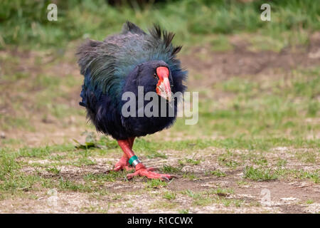 South Island Takahē (Porphyrio hochstetteri). Takahe ist ein nativer Neuseeland Vogel, National verwundbar. Zealandia Urban Ecosanctuary, Wellington Stockfoto