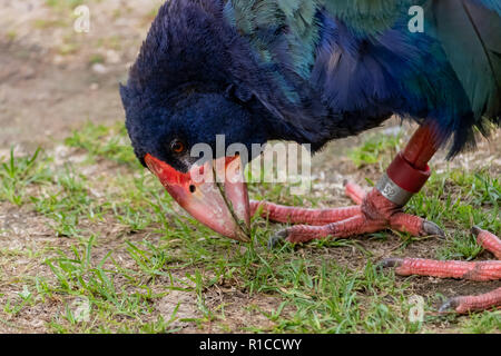 South Island Takahē (Porphyrio hochstetteri). Nahaufnahme Kopf und Bill der Takahe, indigene Neuseeland flugunfähigen Vogel Futter Gras in eine Dürre Stockfoto