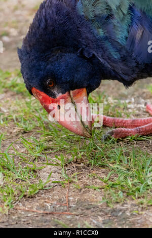 South Island Takahē (Porphyrio hochstetteri). Nahaufnahme Kopf und Bill der Takahe, indigene Neuseeland flugunfähigen Vogel Futter Gras in eine Dürre Stockfoto