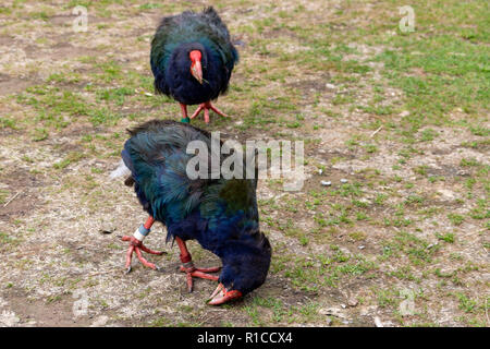 Neuseeland Takahē (Porphyrio hochstetteri). Zuchtpaar der flugunfähige South Island Takahe Neuseelands vögeln Zealandia Urban Ecosanctuary Wellington Stockfoto