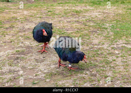 Takahe flugunfähige Neuseeland Vögel (Porphyrio hochstetteri). Männliche und weibliche Zuchtpaar, Zealandia Urban Ecosanctuary, Wellington, Nordinsel Stockfoto