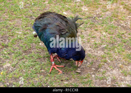 South Island Takahē (Porphyrio hochstetteri). Takahe ist ein nativer Neuseeland Vogel, National gefährdeten Schiene. Zealandia Urban Ecosanctuary Wellington Stockfoto