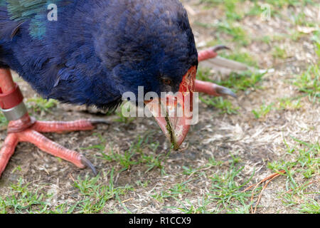 South Island Takahē (Porphyrio hochstetteri) Kopf Bill hautnah. Takahe ist ein nativer Neuseeland Vogel. Zealandia Urban Ecosanctuary, Wellington Stockfoto