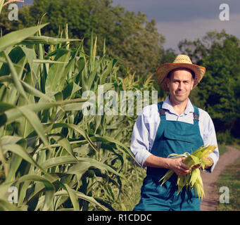 Mittleres alter Landwirt Inspektion Mais in das Feld Stockfoto