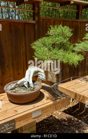 Ein Kalifornien Wacholderbeeren (Juniperus Californica), Bonsai Pavillon, dem San Diego Zoo Safari Park, Escondido, CA, USA. Stockfoto