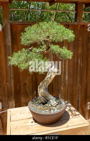 Ein Kalifornien Wacholderbeeren (Juniperus Californica), Bonsai Pavillon, dem San Diego Zoo Safari Park, Escondido, CA, USA. Stockfoto