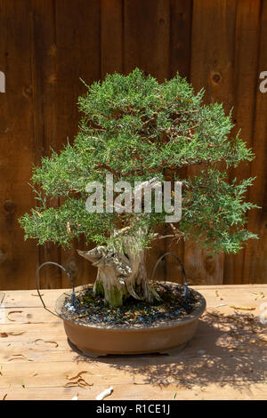 Ein Kalifornien Wacholderbeeren (Juniperus californica) Bonsai Pavillon, dem San Diego Zoo Safari Park, Escondido, CA, USA. Stockfoto