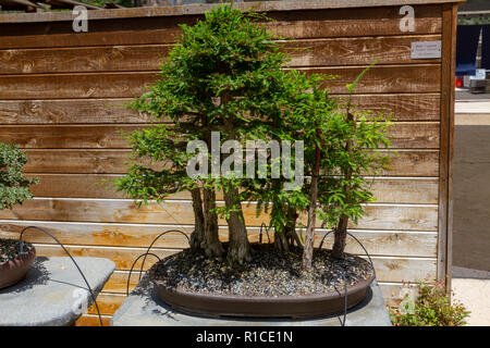 Einen kahlen Zypresse (Taxodium distichum) distichum Bonsai Pavillon, dem San Diego Zoo Safari Park, Escondido, CA, USA. Stockfoto