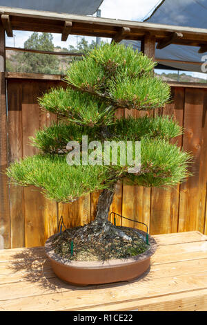 Eine Japanische Schwarzkiefer, Bonsai Pavillon, dem San Diego Zoo Safari Park, Escondido, CA, USA. Stockfoto