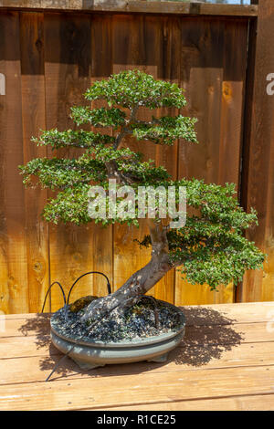 Eine Ulme (Ulmus parvfioloa), Bonsai Pavillon, dem San Diego Zoo Safari Park, Escondido, CA, USA. Stockfoto