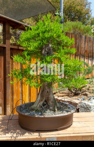 Einen kahlen Zypresse (Taxodium distichum) distichum Bonsai Pavillon, dem San Diego Zoo Safari Park, Escondido, CA, USA. Stockfoto