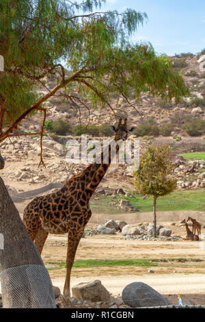 Afrikanische Steppe Bereich der San Diego Zoo Safari Park, Escondido, CA, Vereinigte Staaten von Afrika Straßenbahn mit dem Bus. Stockfoto